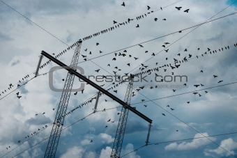 Electricity pylon with birds