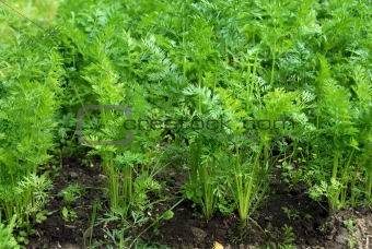 Green leaves of growing carrot