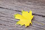  maple leaf 
