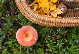 Russula mushroom and chanterelle mushrooms