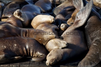 Sea Lions Sleeping on Dock
