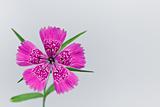 Piatra Craiului Pink (Dianthus callizonus)