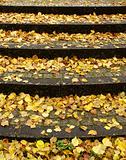 carpet of brown,yellow and orange  leaves in autumn  on steps   