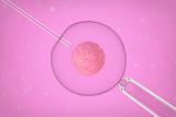 Artificial insemination close-up
