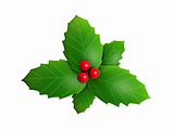 holly leaves and red berry