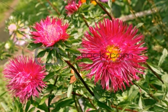 Asters in the flowerbed