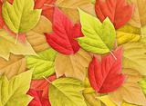 Abstract Background with Group of Autumn Leafs