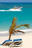 Sun lounger and palm on beach