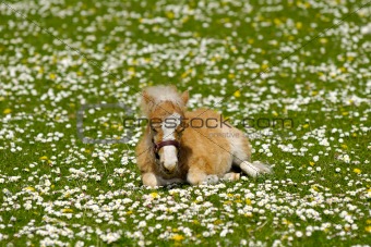 Horse foal on flower meadow