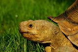 African Sulcata Tortoise - Spur Thigh