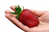 Large Strawberry in a Hand
