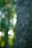 Spiderweb in the Dew