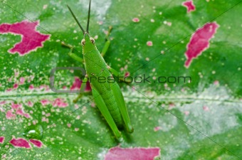 grasshopper in green nature