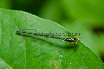 damselfly or little dragonfly