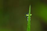 damselfly or little dragonfly
