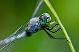 dragonfly  in green nature 