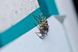 jumping spider in the city