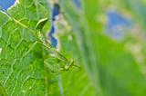 little mantis in green nature