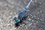  dragonfly in garden 