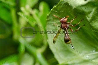  wasp in green nature or in garden