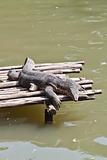 Monitor Lizard resting on a raft 