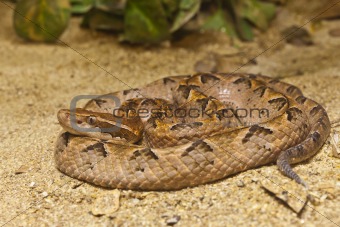 Snake, Malayan Pit Viper, focus at eyes