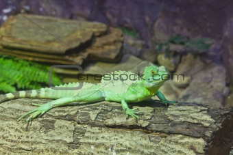 little lizard on a stick 