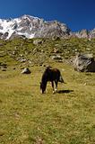 Grazing horse at mountain