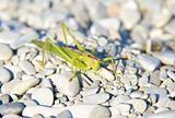big green grasshoppers on pebbles