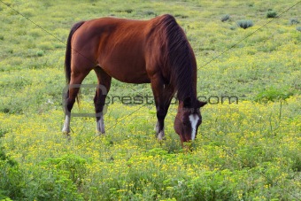 Brown horse in a field