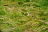 Waves of grass