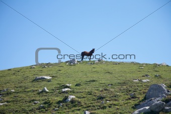 colt on green hill