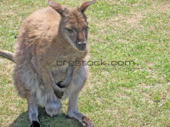 beautiful wallaby