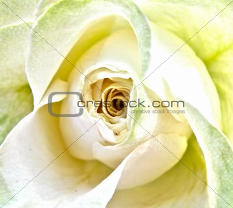white wedding rose