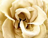 white wedding rose