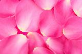 Abstract background of pink rose petals
