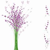 summertime purple Lavender flower