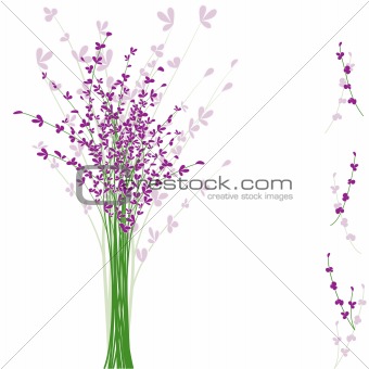 summertime purple Lavender flower