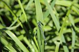 blue dragonfly on grass