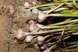 freshly picked garlic