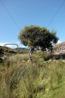 isolated mountain tree