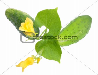 Two fresh cucumbers with leaf and yellow flowers