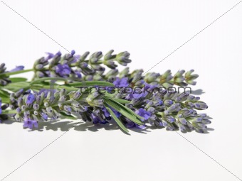 Lavender stems