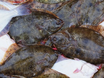 Fresh flatfish in a box on the pier