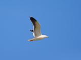 Photo of a flying seagull on a blue sky background
