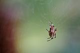 Labyrinthine Orb Weaver Spider on Web