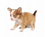 portrait of a cute purebred puppy chihuahua in front of white
