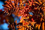 A tree blooming with Rowan berries in the fall