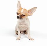 Funny puppy Chihuahua poses 