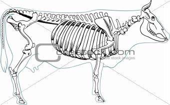 Cow skeleton
